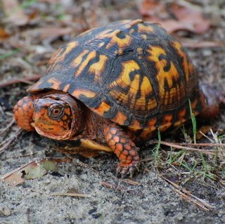 Eastern Box Turtle Facts and Pictures