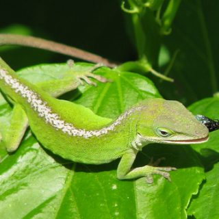 Green Anole Facts and Pictures