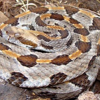 Timber Rattlesnake Facts and Pictures