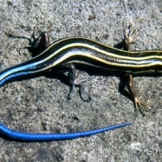 Five-lined Skink Facts and Pictures