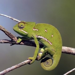 Flap Necked Chameleon Facts and Pictures