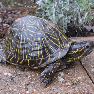 Spiny Softshell Turtle Facts and Pictures