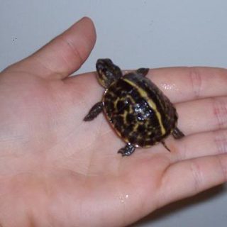 Florida Box Turtle Facts and Pictures