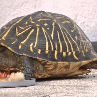 Florida Box Turtle Facts and Pictures