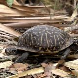 Florida Box Turtle Facts and Pictures