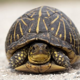 Florida Box Turtle Facts and Pictures