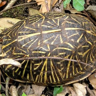 Florida Box Turtle Facts and Pictures