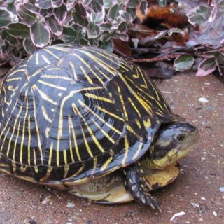 Florida Box Turtle Facts and Pictures