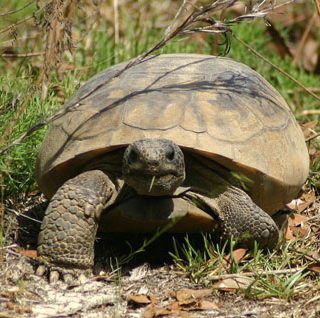 Gopher Tortoise Facts and Pictures