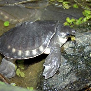 Pig-nosed Turtle Facts and Pictures