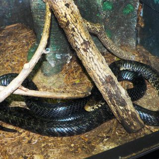 Forest Cobra Facts And Pictures