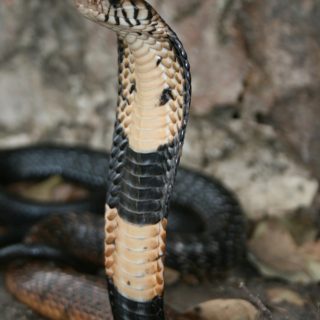 Forest Cobra Facts And Pictures