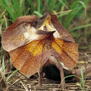 Frilled Lizard Facts And Pictures