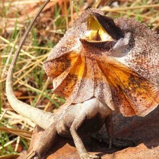 Frilled Lizard Facts and Pictures