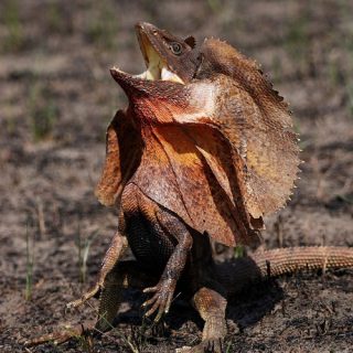 Frilled Lizard Facts and Pictures