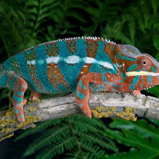 Panther Chameleon Facts and Pictures