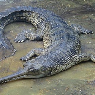 Gharial Facts and Pictures