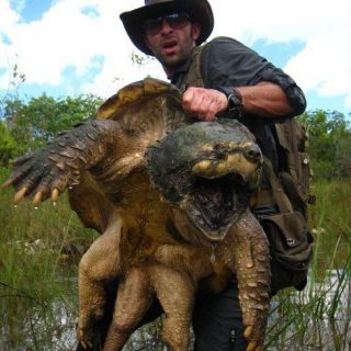 Alligator Snapping Turtle Facts and Pictures