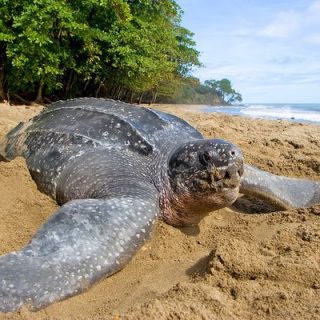 Leatherback Sea Turtle Facts and Pictures