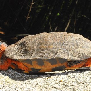 Wood Turtle Facts and Pictures