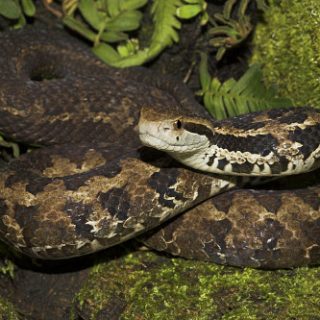 Godman's Pit Viper Facts and Pictures