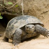 Gopher Tortoise Facts and Pictures