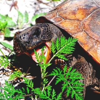 Gopher Tortoise Facts and Pictures