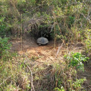 Gopher Tortoise Facts And Pictures