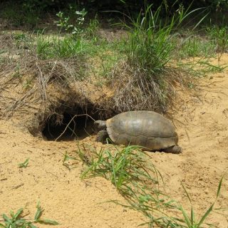 Gopher Tortoise Facts and Pictures