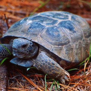 Gopher Tortoise Facts and Pictures