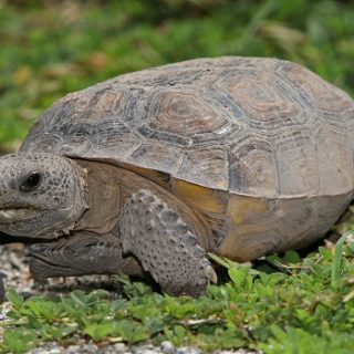 Gopher Tortoise Facts and Pictures