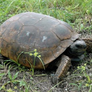 Gopher Tortoise Facts and Pictures