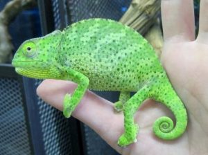 Chameleons Facts And List Of Types With Pictures Reptile Fact