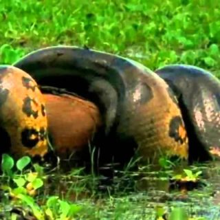 Green Anaconda Facts and Pictures