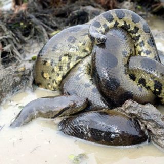 Green Anaconda Facts and Pictures