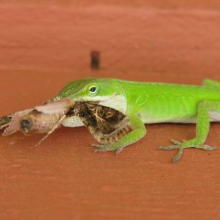 Green Anole Facts and Pictures