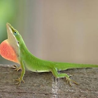 Green Anole Facts and Pictures