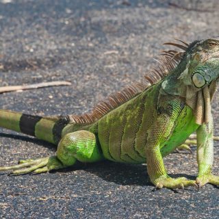 Green Iguana Facts and pictures