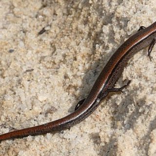 Ground Skink Facts and Pictures