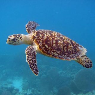 Hawksbill Sea Turtle Facts and Pictures