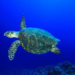 Hawksbill Sea Turtle Facts and Pictures