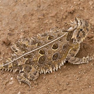 Desert Horned Lizard Facts and Pictures