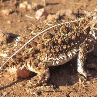 Texas Horned Lizard Facts and Pictures