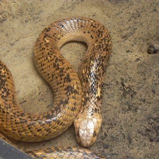 Cape Cobra Facts and Pictures