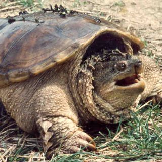 Common Snapping Turtle Facts and Pictures