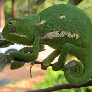 Flap Necked Chameleon Facts and Pictures