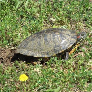 Red-eared Slider Facts and Pictures