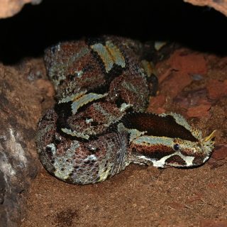 Rhinoceros Viper Facts And Pictures