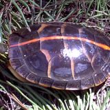 Southern Painted Turtle Facts and Pictures