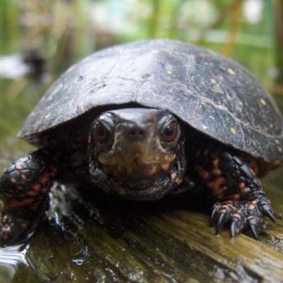 Spotted Turtle Facts and Pictures